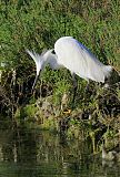 Snowy Egretborder=